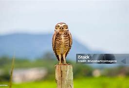 Burung Hantu Dari Kayu